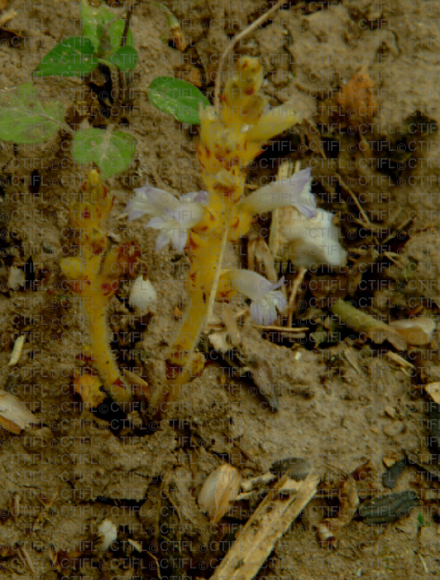 Orobanche en fleur